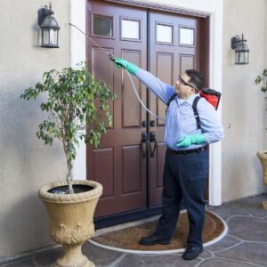 Chemical-Free Bed Bug Elimination